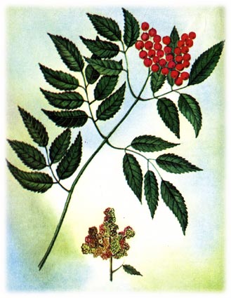 Бузина род Sambucus L., семейство жимолостных