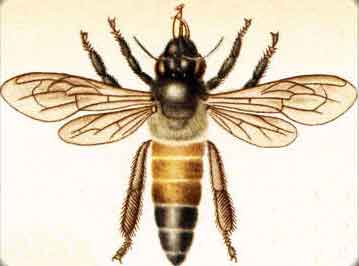 матка большой индийской пчелы