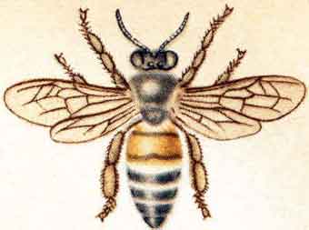 рабочая пчела средней индийской пчелы