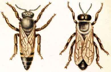матка и трутень средней индийской пчелы