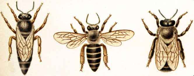 матка, рабочая пчела и трутень малой индийской пчелы