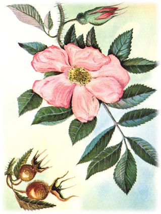 Шиповник род Rosa L., семейство розоцветных