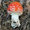 Amanita-muscaria.jpg