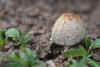 Coprinellus-domesticus_02.jpg