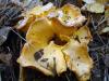DSC02219.jpg