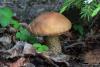 Leccinum-scabrum_02.jpg