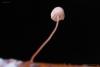 Mycena-pterigena_02.jpg