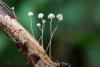 Mycena-pterigena_13.jpg