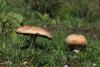 agaricus-silvaticus_02_1.jpg