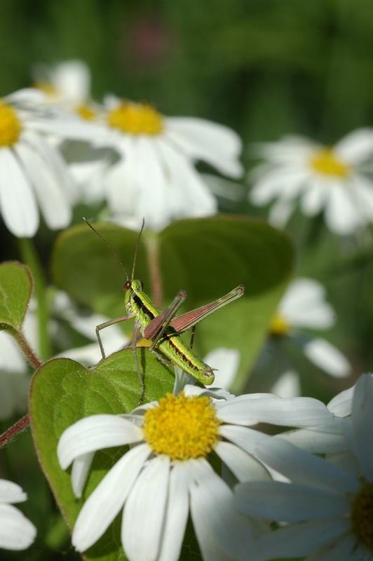 dsc_8394a.jpg