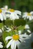 dsc_8394a_t1.jpg