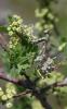 dsc_9372a_t1.jpg