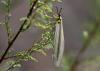 1106264_t1.jpg