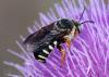 1106268_t1.jpg