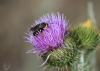 1106269_t1.jpg