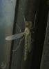 2012.05.13.106_t1.jpg