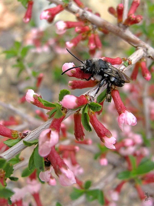 andrena_vaga.jpg