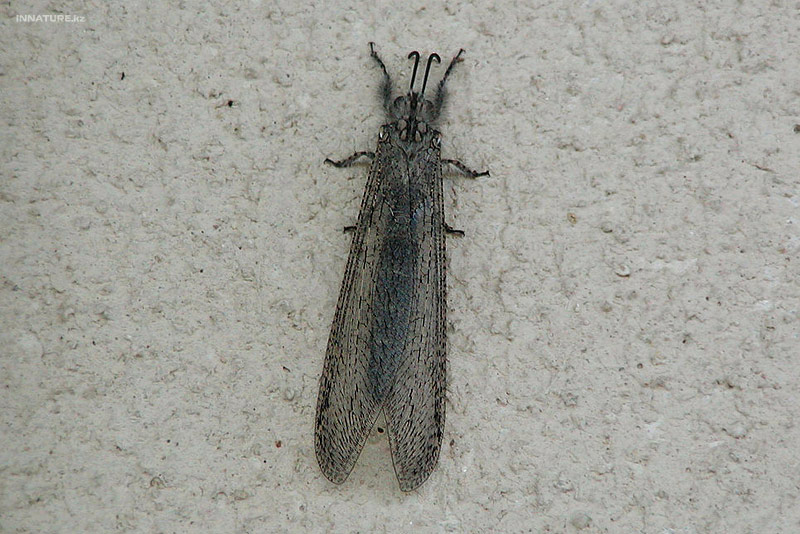 bug_01.jpg