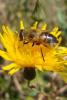 dsc00565_t1.jpg