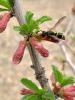 ectemnius_sp_t1.jpg