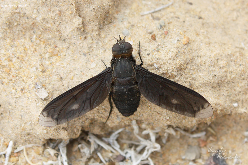insect_01.jpg