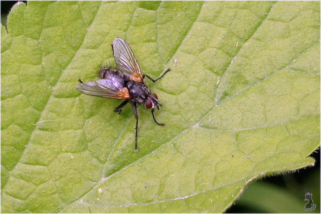 tachinidae.jpg