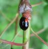 070534_t1.jpg