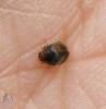 070539_t1.jpg