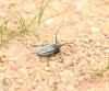 100621_t1.jpg