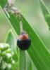 2012.05.13.182_t1.jpg