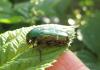 2012.06.02.35_t1.jpg
