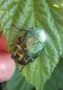 2012.06.02.36_t1.jpg