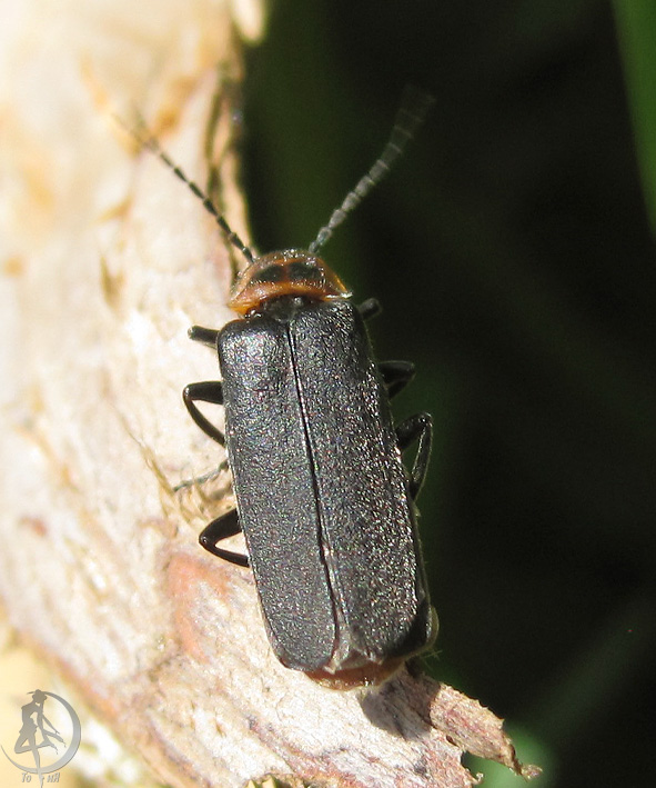 20120623.41.jpg