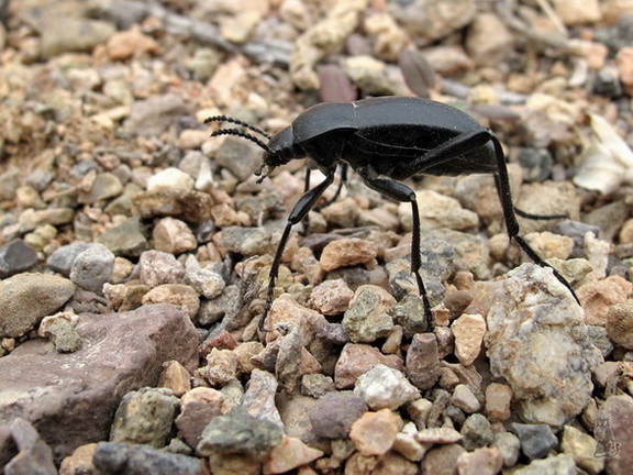 blaps_pruinosa.jpg