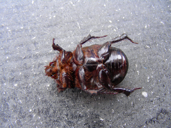 dscn9007.jpg