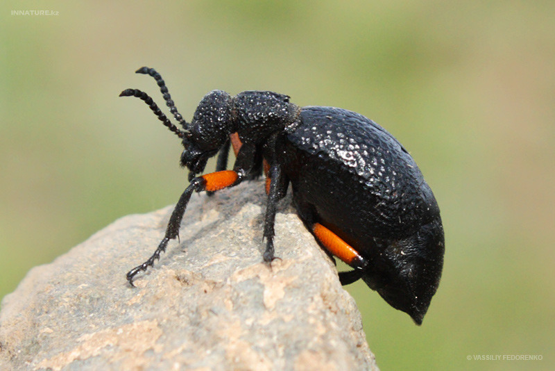 meloe-erytrocnema_01.jpg