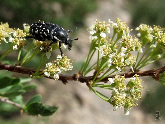 oxythyrea_funesta.jpg