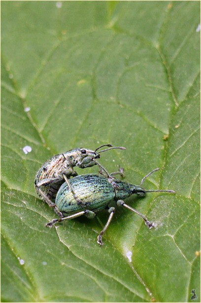 phyllobius.jpg