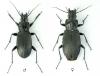 pterostichus_niger_t1.jpg