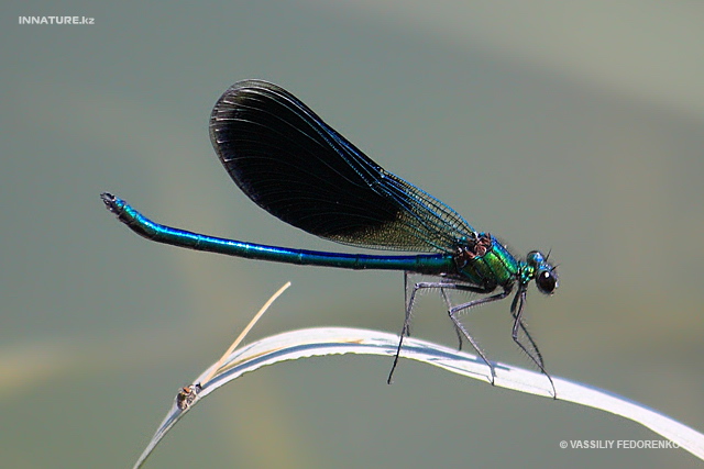 calopteryx_orientalis_01.jpg