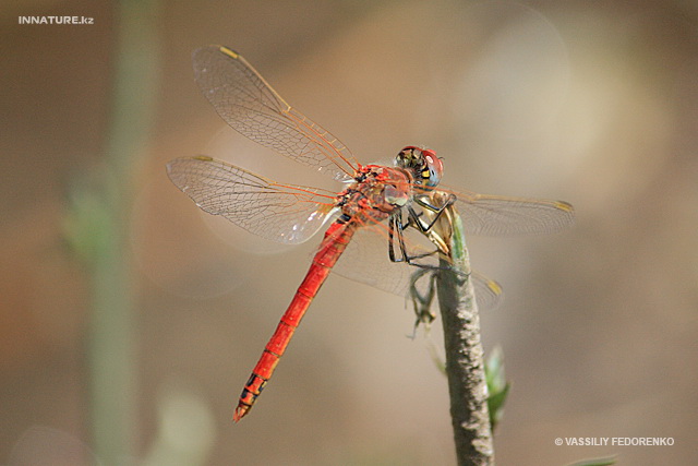 sympetrum_fonscolombii.jpg