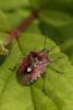 dsc_1798a_t1.jpg