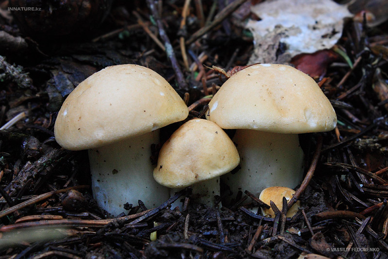 calocybe-gambosa_01.jpg