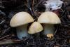 calocybe-gambosa_01_t1.jpg