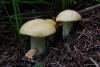 calocybe-gambosa_02_t1.jpg