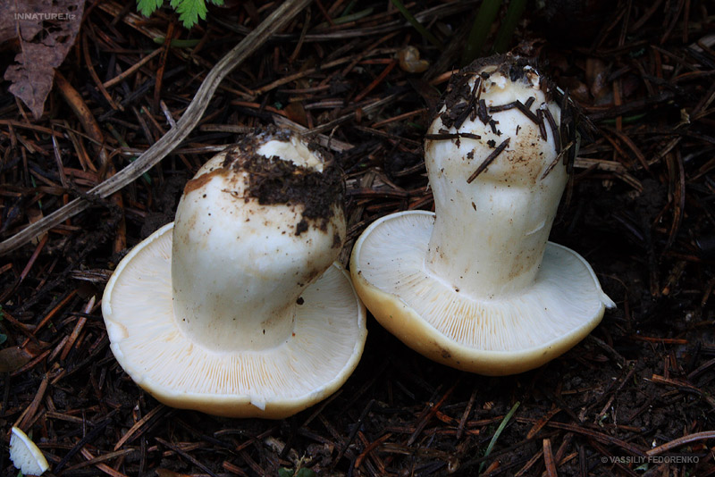 calocybe-gambosa_03.jpg