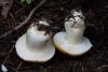 calocybe-gambosa_03_t1.jpg