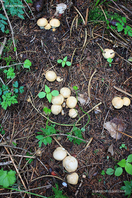 calocybe-gambosa_04.jpg