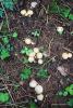 calocybe-gambosa_04_t1.jpg