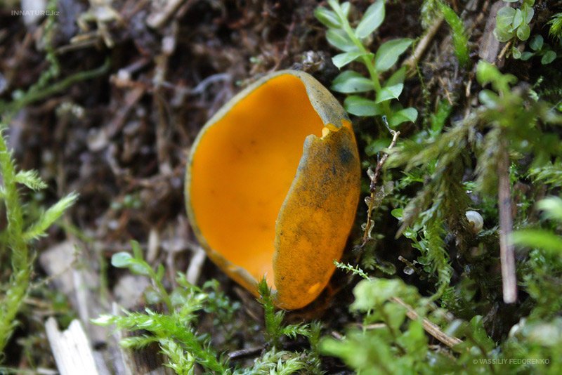 caloscypha-fulgens_01.jpg